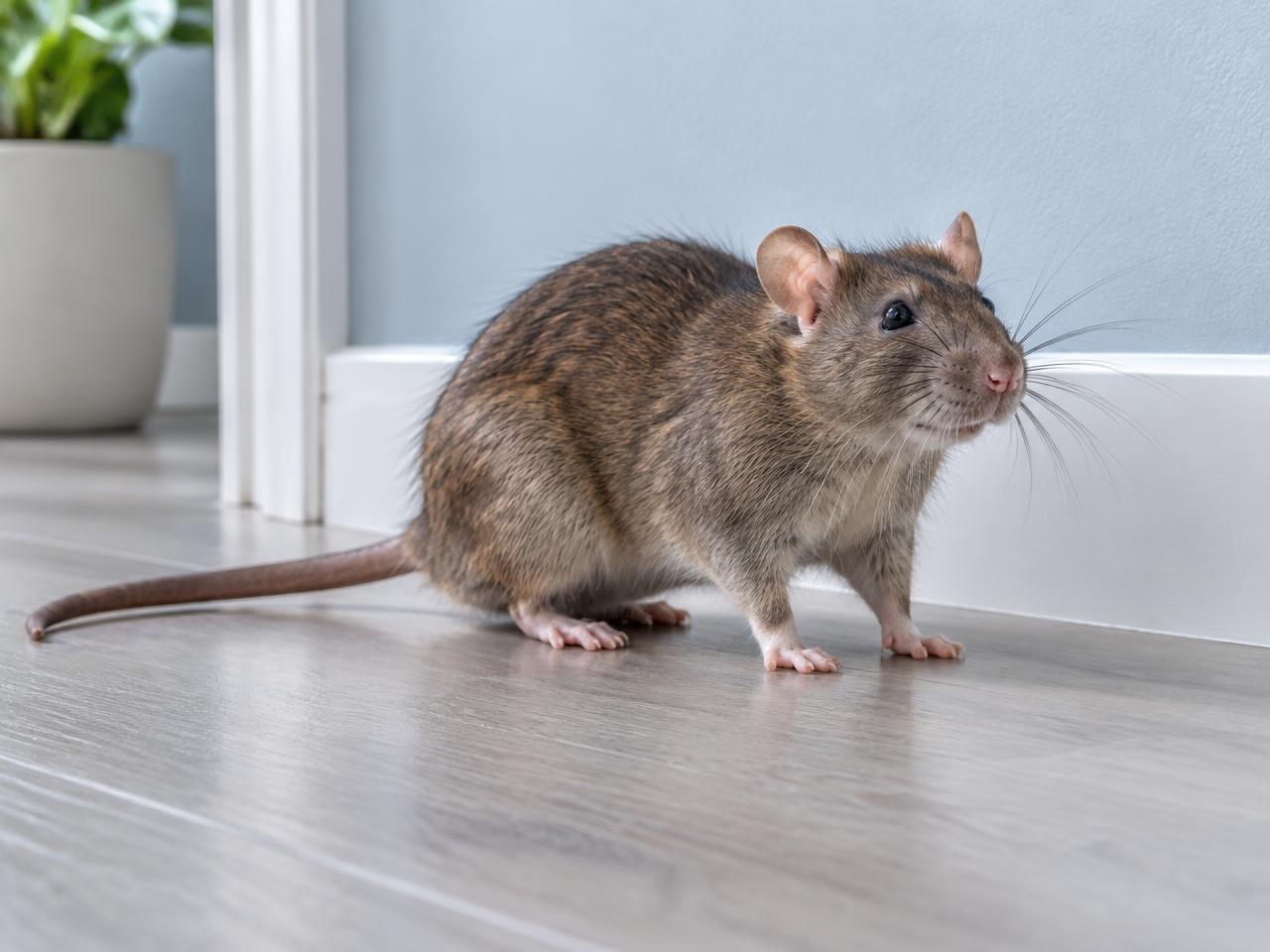 Illustration générée : rat brun près d’une plinthe dans un intérieur